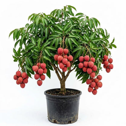 Sweet Lychee Tree Live Plant, Tropical Litchi Fruit Tree, 3-4 Ft Tall for Outdoor Garden, No Shipping to CA
