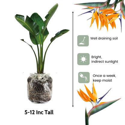 2 Orange Bird of Paradise Plants Live, Cold Hardy, 4-7" in Tall, Fast Growing, Strelitzia Reginae Flower for Spring Landscaping Ornamental Indoor Outdoor
