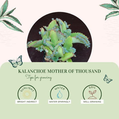 Kalanchoe Live Plant, Kalanchoe Mother of Thousands, Variegated Succulent Houseplant Indoor, 2 Inch Pot (Green)