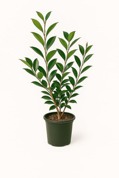 Autumn Rocket Camellia Plant, 1 Trade Gallon/3 Quart White Double Flowers, Columnar Evergreen Shrub