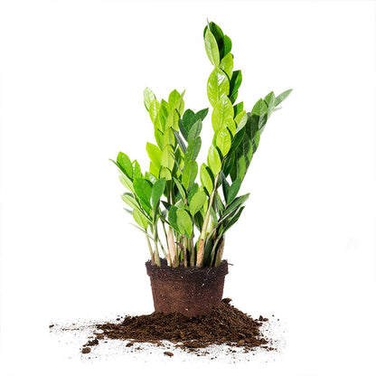 Perfect Plants ZZ Plant - 6 in. Growers Pot | Zamioculcas Zamiifolia | Easy Care Houseplant | Perfect for Moderate to Bright Light Conditions (6 in Grower's Pot)