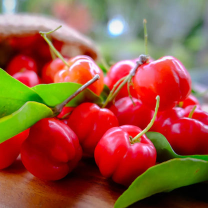 Acerola Red Cherry Seedling, Barbados Cherry Live Plant, 5-9” Tall