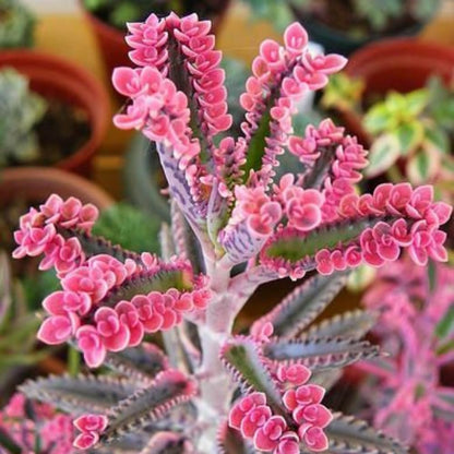 2 Kalanchoe Pink Butterfly Plants Live, Kalanchoe Live Plant, in 2 Inch Pot, Pink Kalanchoe Succulent Mother of Thousands