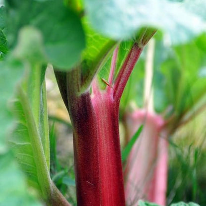 Large Rhubarb Plant Crown for Planting, Victoria Rhubarb Roots, Medium Size 5-6 Inch Crown, Live Perennial Vegetable for Home Gardens