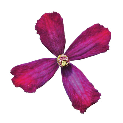 Proven Winners 'Sweet Summer Love' Clematis Live Plant, 4.5" Qt, 4 Pack