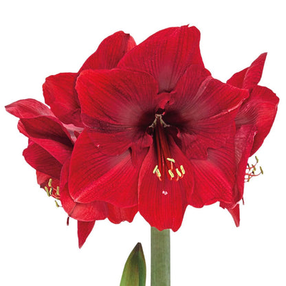 BRECK'S - Miracle Red Flowering Amaryllis Bulb Gift Kit - One Dormant Bulb Pre-Planted in a Wooden Decorative Planter