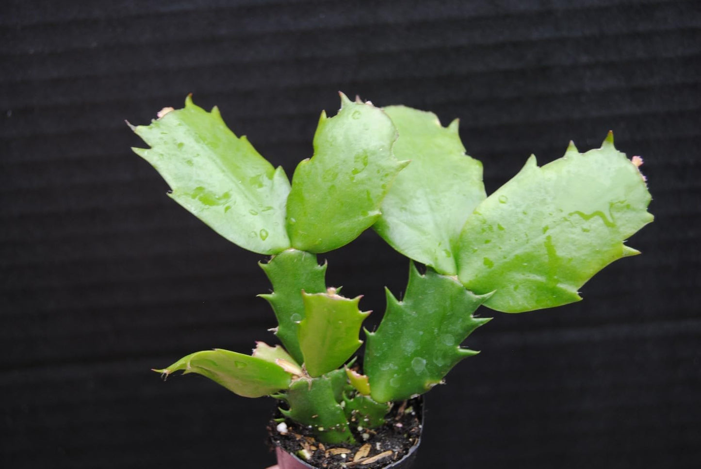 Live Plant - Christmas Cactus Starter Plant Epric Star Schlumbergera Truncata