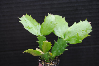 Live Plant - Christmas Cactus Starter Plant Honolulu Sun Schlumbergera Truncata