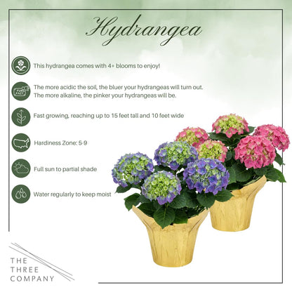Live Flowering Hydrangea - Shades of Pink, 3+ Beautiful Blooms, 1.5 Qt Pot with Deco Cover, 12" Tall by 8" Wide