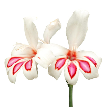 Easy to Grow Hardy Gladiolus Prins Claus 10 Bulbs - White & Pink Flowers Bloom in Spring to Summer Sun