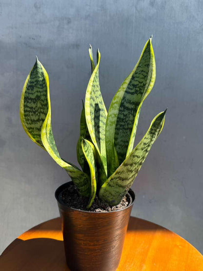 PLANTVERS Sansevieria ‘Laurentii’ in 4" Decorative Pot – Golden Snake Plant – Live Easy Care Succulent – Air Purifying Indoor Plant – Low Maintenance Houseplant for Home or Office