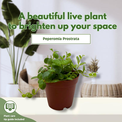 BubbleBlooms String of Turtles, 2 inch Set of 3, Peperomia prostrata Tiny Mini Pixie Plants