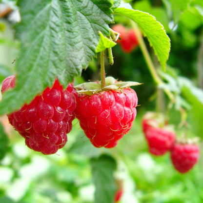 Live Red Raspberry Plant, Sweet Berries Plant, 3 Inch Pot, Ready for Planting