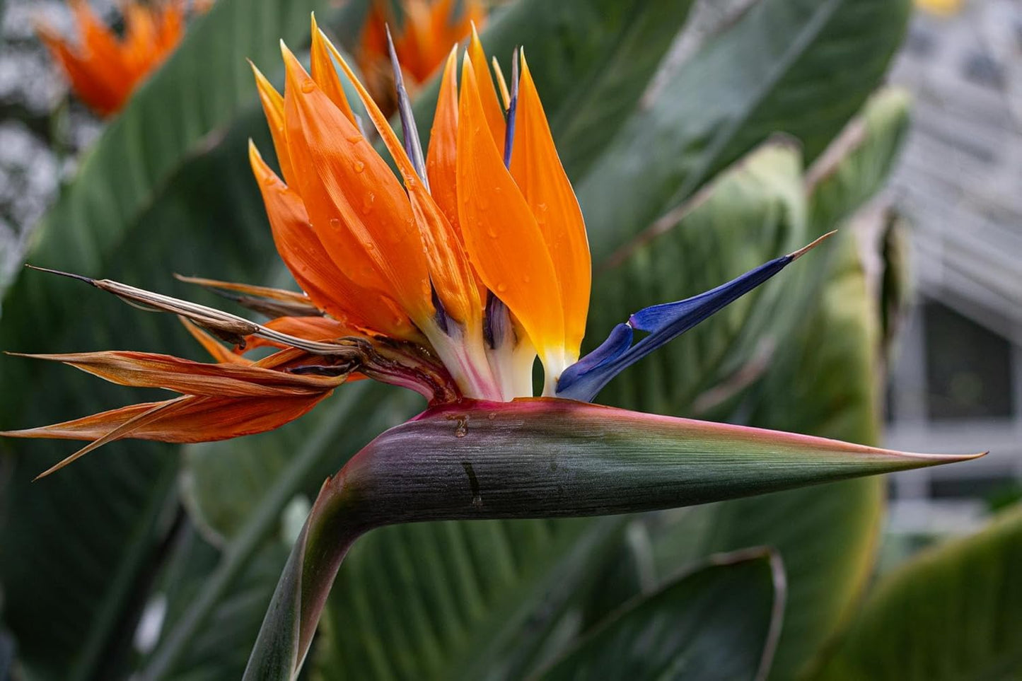 Live Orange Birds of Paradise Plant - ‘Orange Birds of Paradise’ Strelitzia Reginae - ragnaroc Tropical Plant 6-10” Tall - 4ct - Live Arrival Guaranteed - House Plants for Home Decor & Gift