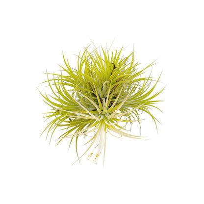 ragnaroc Air Plants - Tillandsia Ionantha Druid Ball, Jumbo 6-9" - 1ct - Live Arrival Guaranteed - House Plants for Home Decor & Gift