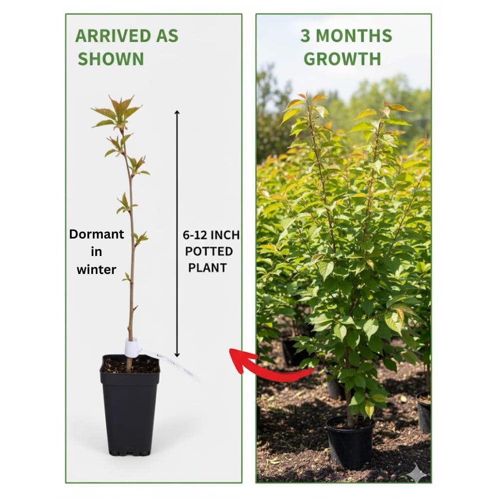Cherry Blossom Tree, Live Ornamental Tree 6-12" Tall in Pot, Beautiful Spring Blooms for Outdoor Planting (White Cherry Blossom)