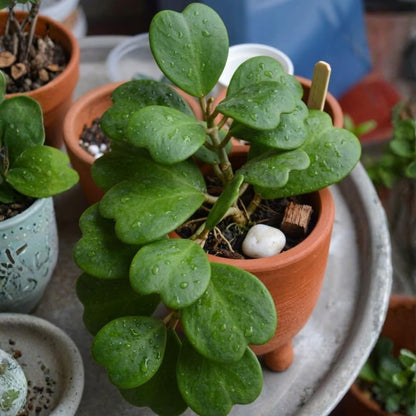 Hoya Kerrii Heart Plant Live in 4" Pot | Low Maintenance Heart-Shaped Succulent | Established Root System for Windowsills and Desks