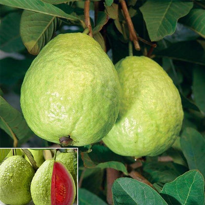 30+ Pink Guava Seeds Tropical Strawberry Guava Tree Seed Easy Fruit Fruit Garden Fresh Grow Plant Psidium guajava