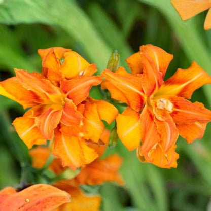 10 Orange Double Bloom Daylily Live Roots, Cold-Hardy Fragrant Perennial, Low Maintenance Exotic Flower for Garden Borders