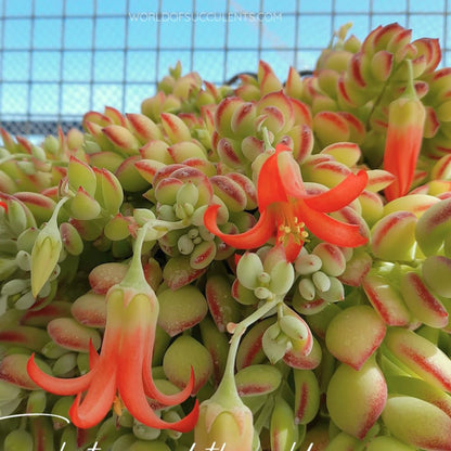 Cotyledon Pendens Succulent Plant Live | 2 Inch Pot Rare Trailing Variety Houseplant for Indoor Growing and Collections
