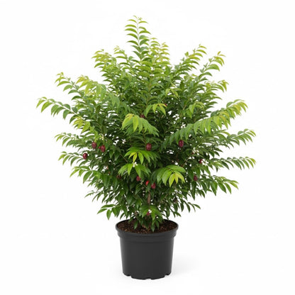 Surinam Cherry Tree Live Plant | 2.5–3 Ft Cherry Tree | Small Tropical Fruit Tree for Home Gardens & Outdoor Growing | No Ship to CA,HI,AK