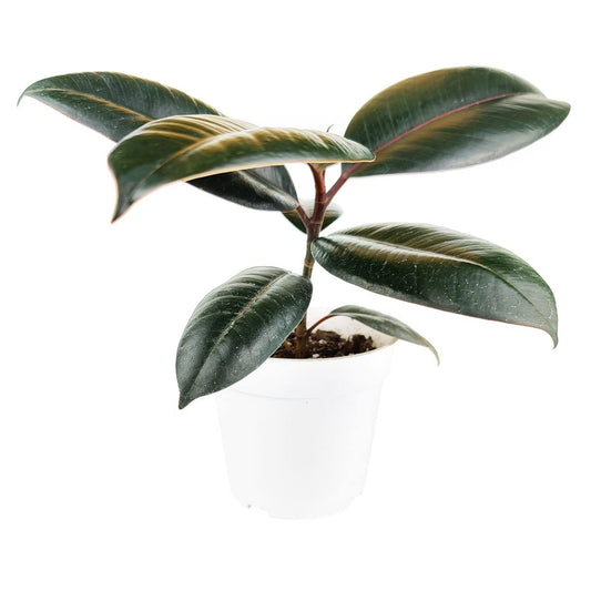 Burgundy Rubber Plant (4" Grower Pot) - Air Purifying and Live Healthy Houseplant - Easy to Grow, Easy to Care Indoor Houseplant