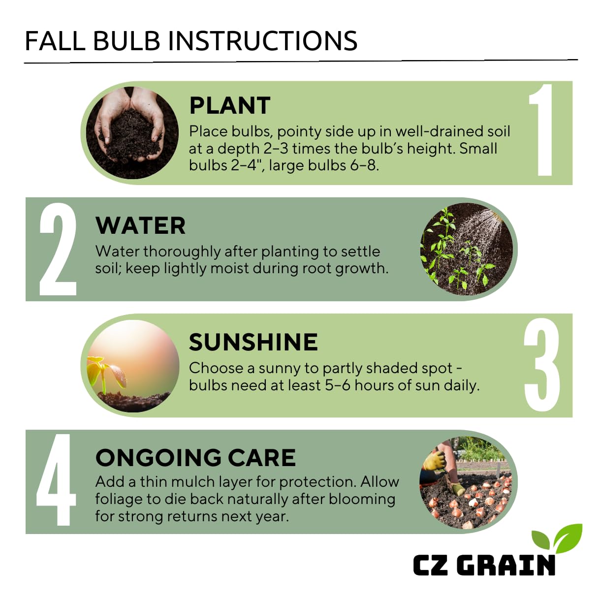 Mixed Color Tulip Bulbs for Planting - Easy to Grow Perennial Tulips, Top Size Bulbs (20 Bulbs)