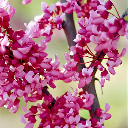 The Rising Sun Redbud Tree for Planting in Quart Pot, 12-18 Inch Tall, Eastern Redbud Tree with Seasonal Color Changes, Ornamental Tree for Home Garden Landscapes