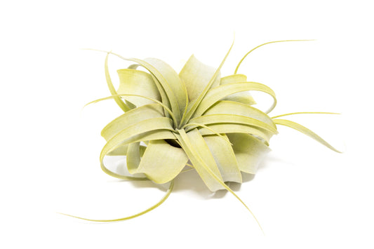 Bright Green Colorful Tillandsia Air Plants -Long Lasting Color Enhanced Live Tillandsia Succulent House Plants -Home and Garden Decor -Easy Care Indoor/Outdoor Plants (Mini Xerographica, Single)