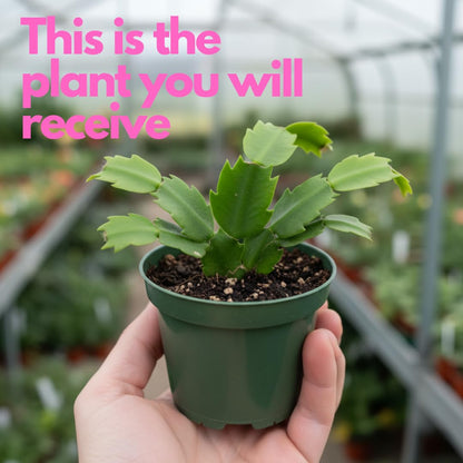 Sunset Orange Christmas Cactus Plant Live | 4 to 7 Inch Tall Potted Indoor Decorative Plant for Home & Office | Live Christmas Cactus Plants Houseplants | Christmas Hanging Baskets for Outdoors