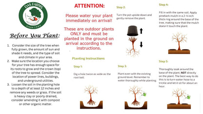 American Red Maple Shade Tree - Live Plant Shipped 3 Feet Tall by DAS Farms
