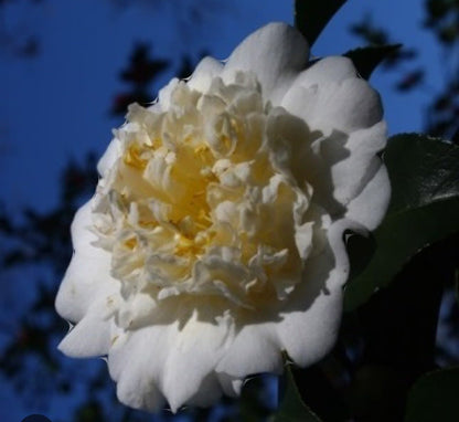 Live Plant - Shiro Chancamellia Japonica-Live Starter Plant