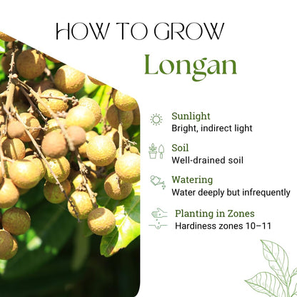 Sweet Longan Tree Live Plant, Longan Fruit Tree, Well Rooted, 3 Gallon Pot, 2-3 Feet Tall, Tropical Fruit Tree for Backyard and Garden, No Ship to CA