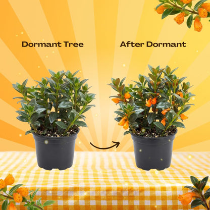 Goldfish Plants Live in 4 Inches Pot, Orange Goldfish Flower Plant, Live Houseplants Succulent for Hanging Basket, Well Rooted, 4-7 Inches Tall