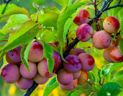 American Plum Tree - 24-36" Tall Live Plant - Wild Plum Shrub - Edible Fruit Bush - Prunus Americana