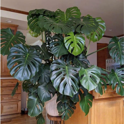 Philodendron Plant Live, Rare Tropical Variegated Live Indoor Houseplant, Starter Plants No Pot, 5-9" in Tall (Monstera Deliciosa)