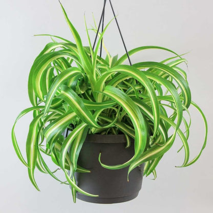 Curly Spider Plant Live Plant in 3.5 Inch Pot, Indoor Houseplant with Curled Leaves, Easy Care Spider Plant for Home Office Decor