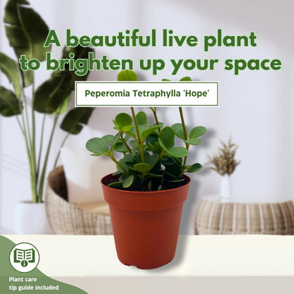 BubbleBlooms Peperomia Hope in a 4 inch Pot rotundifolia