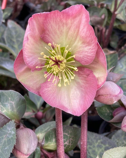 Perennial Farm Marketplace Helleborus Frostkiss® Penny’s Pink (Lenten Rose) Live Perennial, Size-#1 Container, Mauve Pink Late Winter to Spring Flowers with Marbled Evergreen Foliage