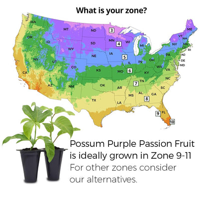 'Possum Purple' Passion Fruit Plants (4 Pack) – Live Starter Vines for Planting, Ideal for Trellises and Arbors, Producing Delicious Aromatic Fruits