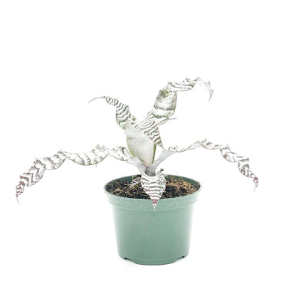 ragnaroc Live Plants – Cryptanthus ‘Absolute Zero‘, Jumbo 4-8" in 4" Pot - 1ct - Live Arrival Guaranteed - House Plants for Home Decor & Gift