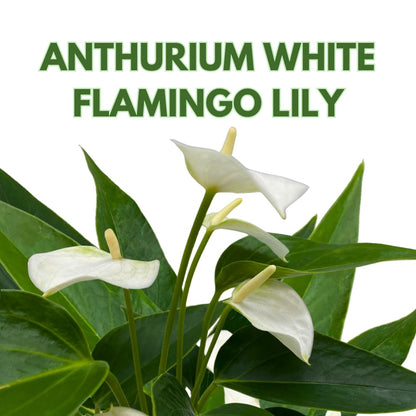 BubbleBlooms Anthurium White Flowering in a 4 inch Pot