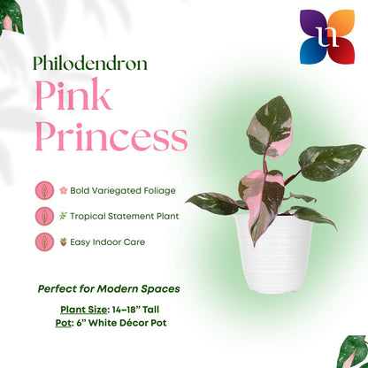 United Nursery Pink Anthurium Live Plant, 14–16 inch Tall in 6 inch Pot, Tropical Indoor Flowering House Plant with Pink Blooms for Office and Home Decor