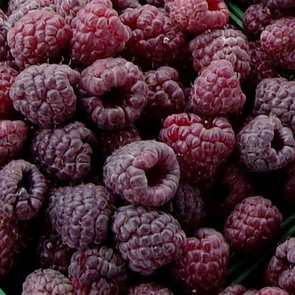 Set of 2 Raspberry Plants Live, Raspberry Bushes, Raspberries Plant, 4 to 6 Inch in Tall for Growing (Purple Raspberry)