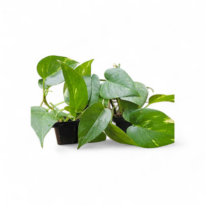 It Blooms 2-Pack Golden Pothos Plants in 3 Inch Pots, Devil's Ivy, Live Indoor Houseplants, Air Purifying Vining Plants for Home and Office 8 Inches Tall