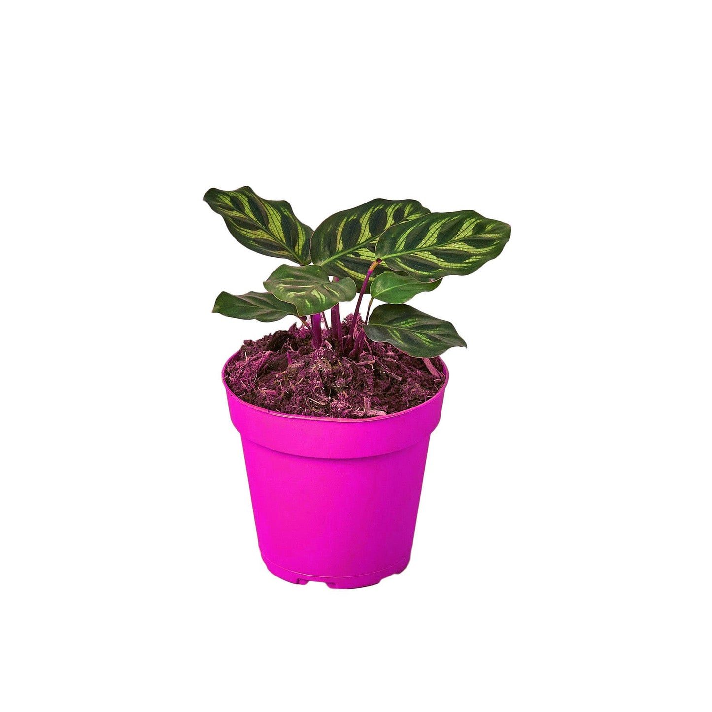 6 Pack Calathea 'Makoyana' in 4in Pot - Live Tropical Houseplant - Easy to Grow | Air Purifying | Pet Friendly | Variegated | USA Growers | The Snobby Leaf