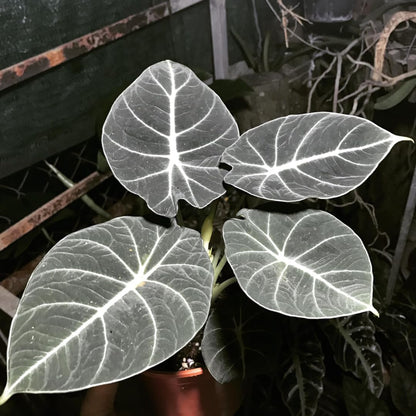 Sets 5 Alocasia Black Velvet Live Plants Indoor, 4-6 Inches Tall - Tropical Plant with Dark Leaves, Low Maintenance