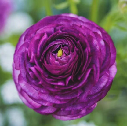 10PCS Mixed Color Ranunculus Flower Bulbs Spring or Fall Planting Cut Flower Garden Low-Growing Border Plant Easy to Grow Spring Blooming