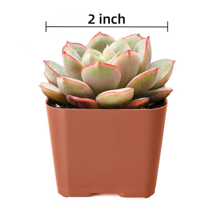 Succulent Plants (4 Pack), Live Succulents Fully Rooted in 2" Grower Pots, Unique Potted House Plant for DIY, Home Decor, Wedding Party Favor (Common Varieties)