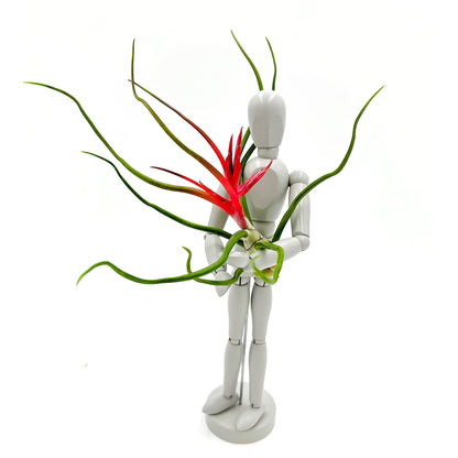 ragnaroc Air Plants - Flowering Tillandsia Bulbosa Belize, Giant 7-9" - 5ct - Live Arrival Guaranteed - House Plants for Home Decor & Gift